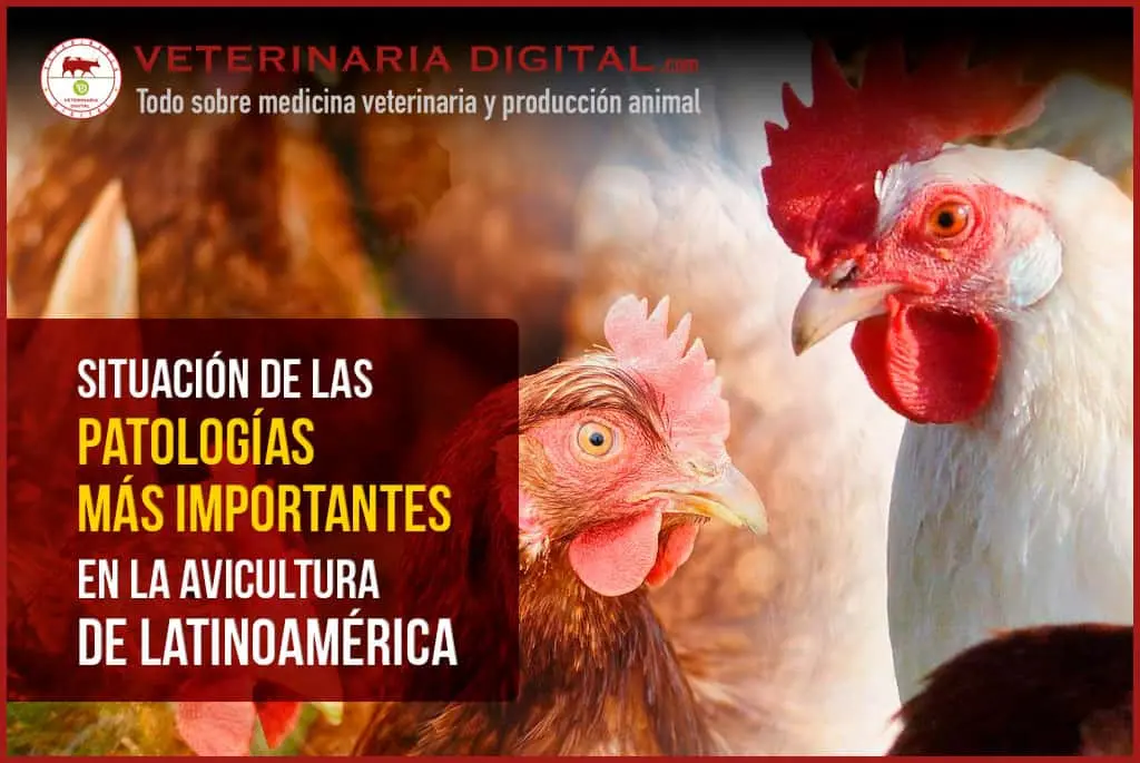 Principales enfermedades en aves: Riesgos para la salud humana en un galpón avícola - Qué enfermedades se pueden producir en un galpon Avicola principales enfermedades en aves - Qué enfermedades se pueden producir en un galpon Avicola