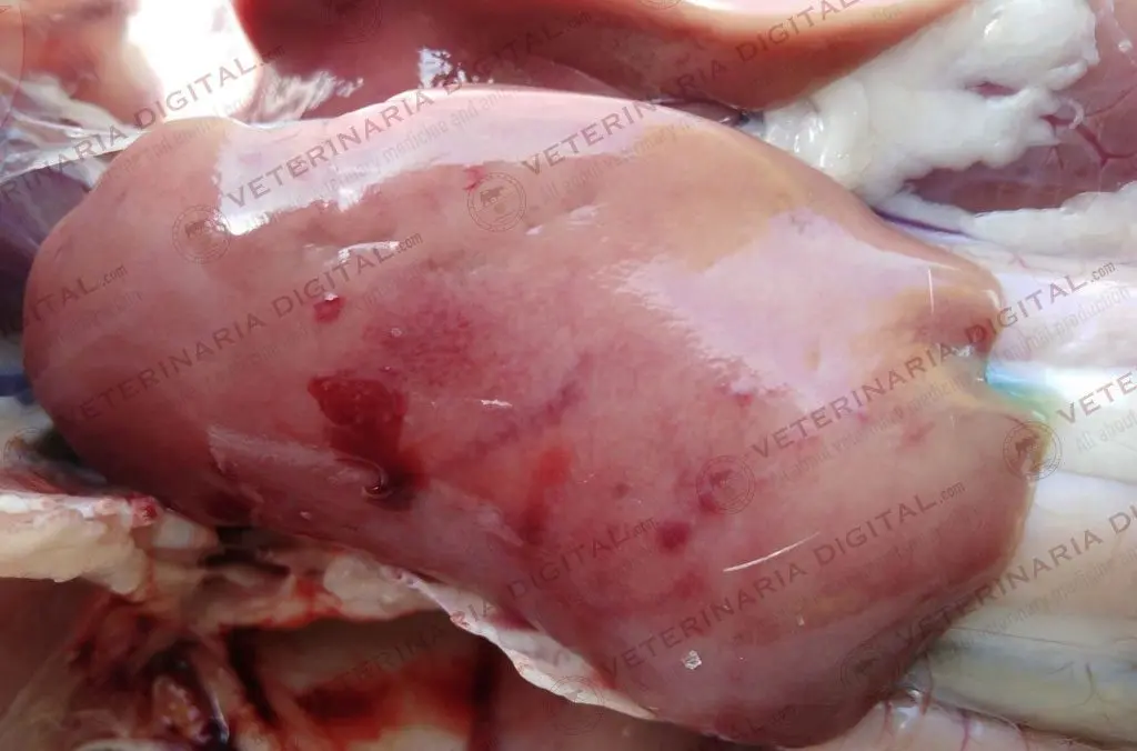 Enfermedades del hígado en aves - Qué enfermedades tiene el hígado de pollo enfermedades del higado en aves - Qué enfermedades tiene el hígado de pollo