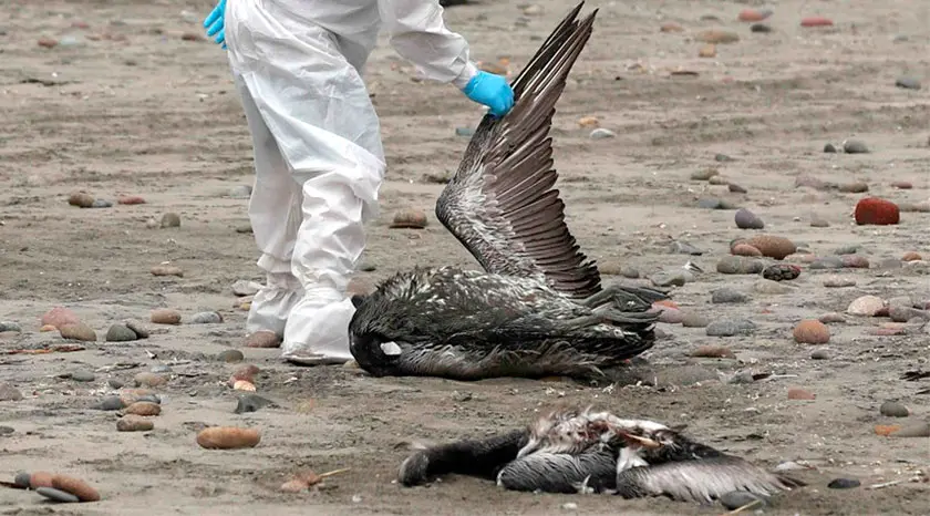 enfermedades de las aves silvestres - Qué enfermedades transmiten las aves a los humanos