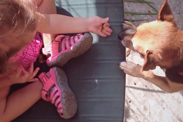 Actividades para trabajar mamíferos, aves y reptiles en preescolar - Que enseñar de los animales a los niños actividades para trabajar mamiferos aves y reptiles en preescolar - Que enseñar de los animales a los niños