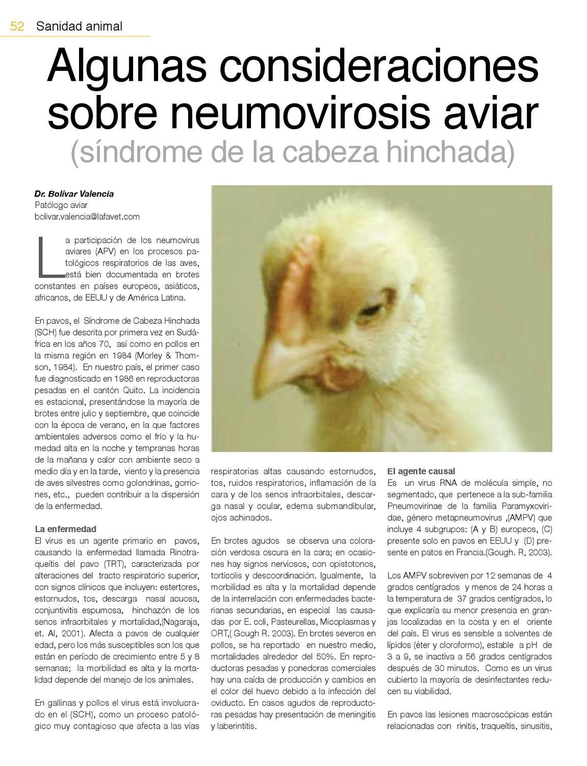 sindrome de cabeza hinchada en aves - Qué es ataxia en aves