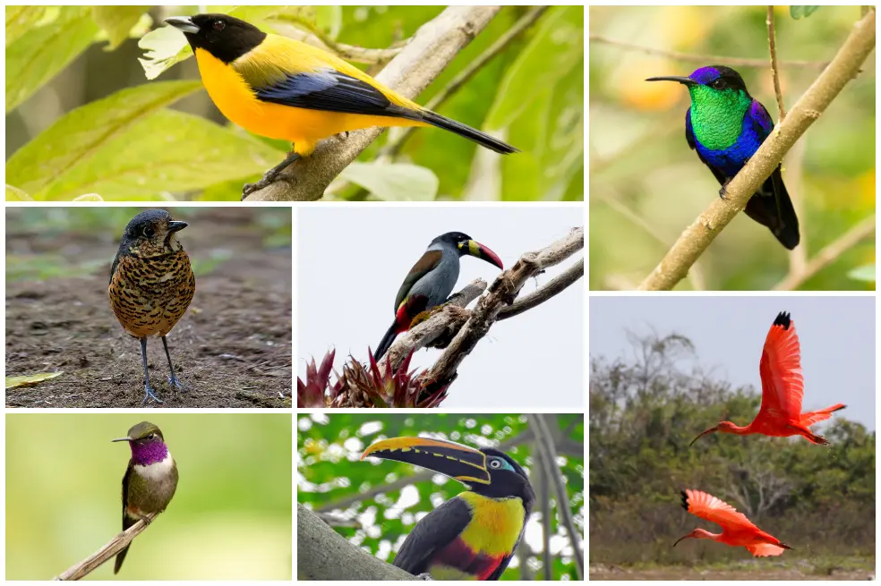 observacion de aves en colombia - Qué es aviturismo en Colombia