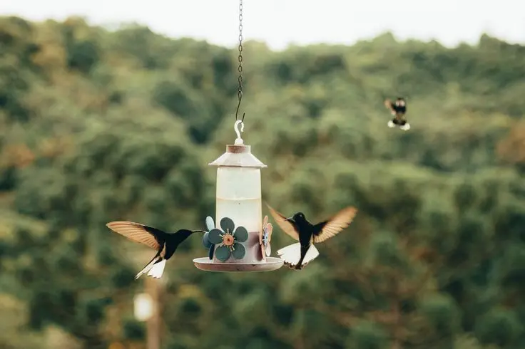 Bebederos para aves de jardín: una fuente de hidratación esencial - Qué es bebederos automaticos bebederos para aves jardin - Qué es bebederos automaticos