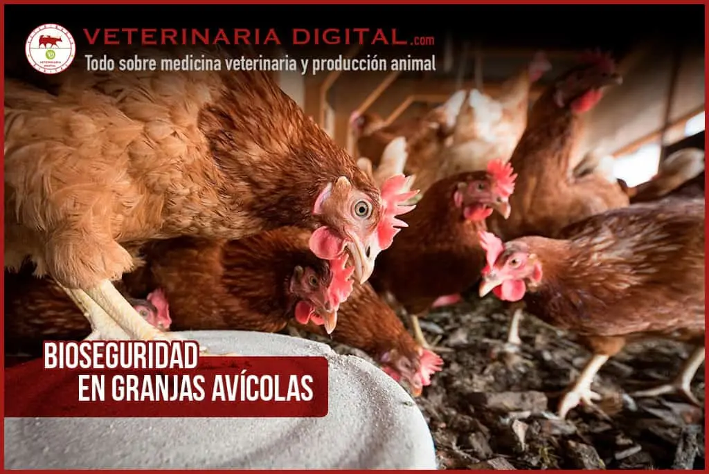 Bioseguridad en aves - Qué es bioseguridad en la avicultura bioseguridad en aves - Qué es bioseguridad en la avicultura