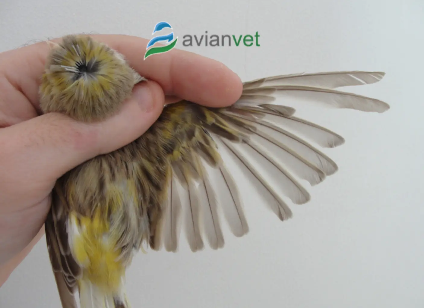 replume de pajaros - Qué es bueno para la peladilla de los pájaros