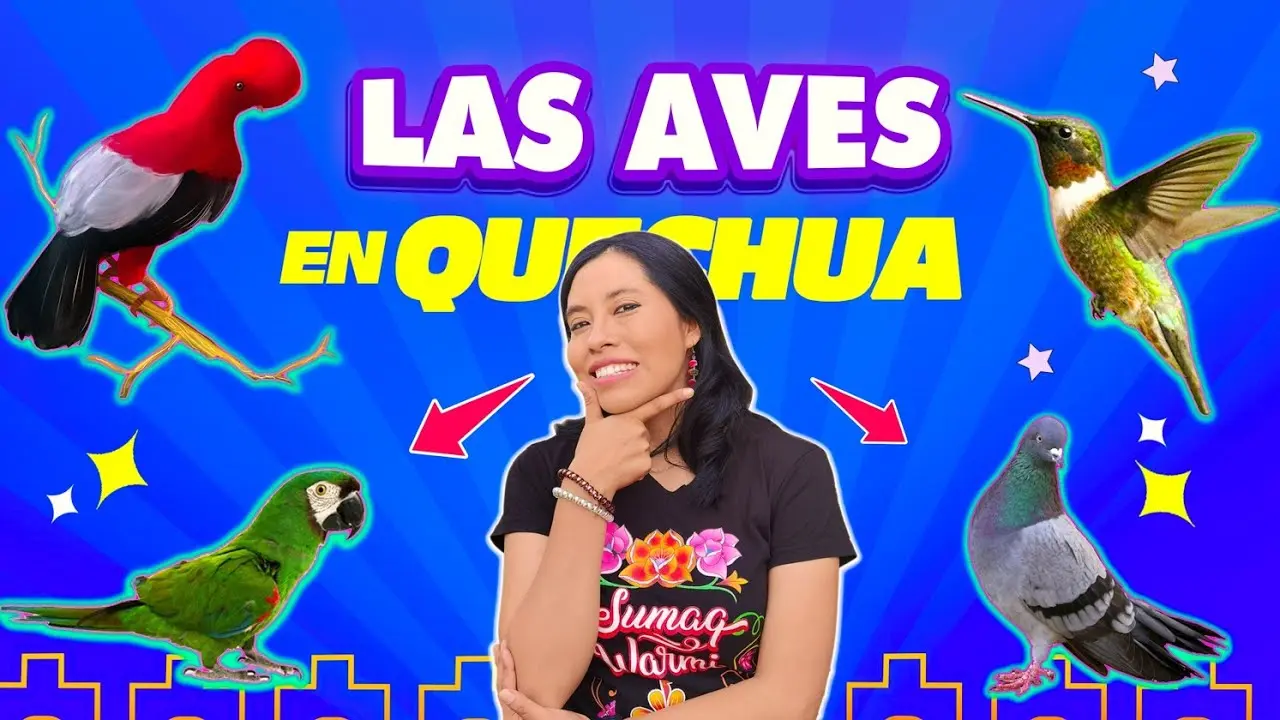 Cómo decir 019872zjspixorel pájaro despliega sus alas019872zjspixor en quechua - Qué es chaira en quechua como decir el pajaro despliega sus alas en quechua - Qué es chaira en quechua