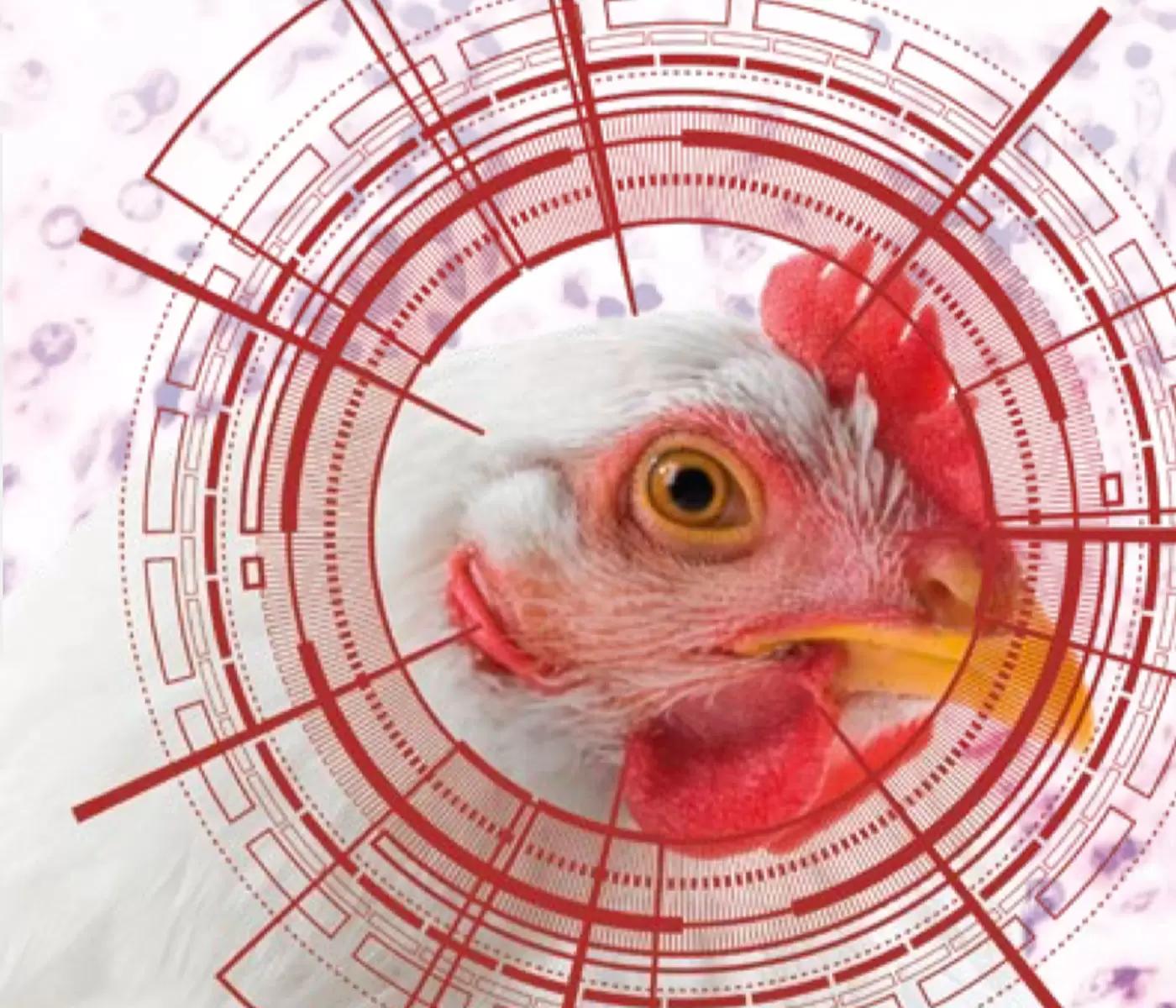 coccidiostáticos aves - Qué es Coccidiostatos para aves