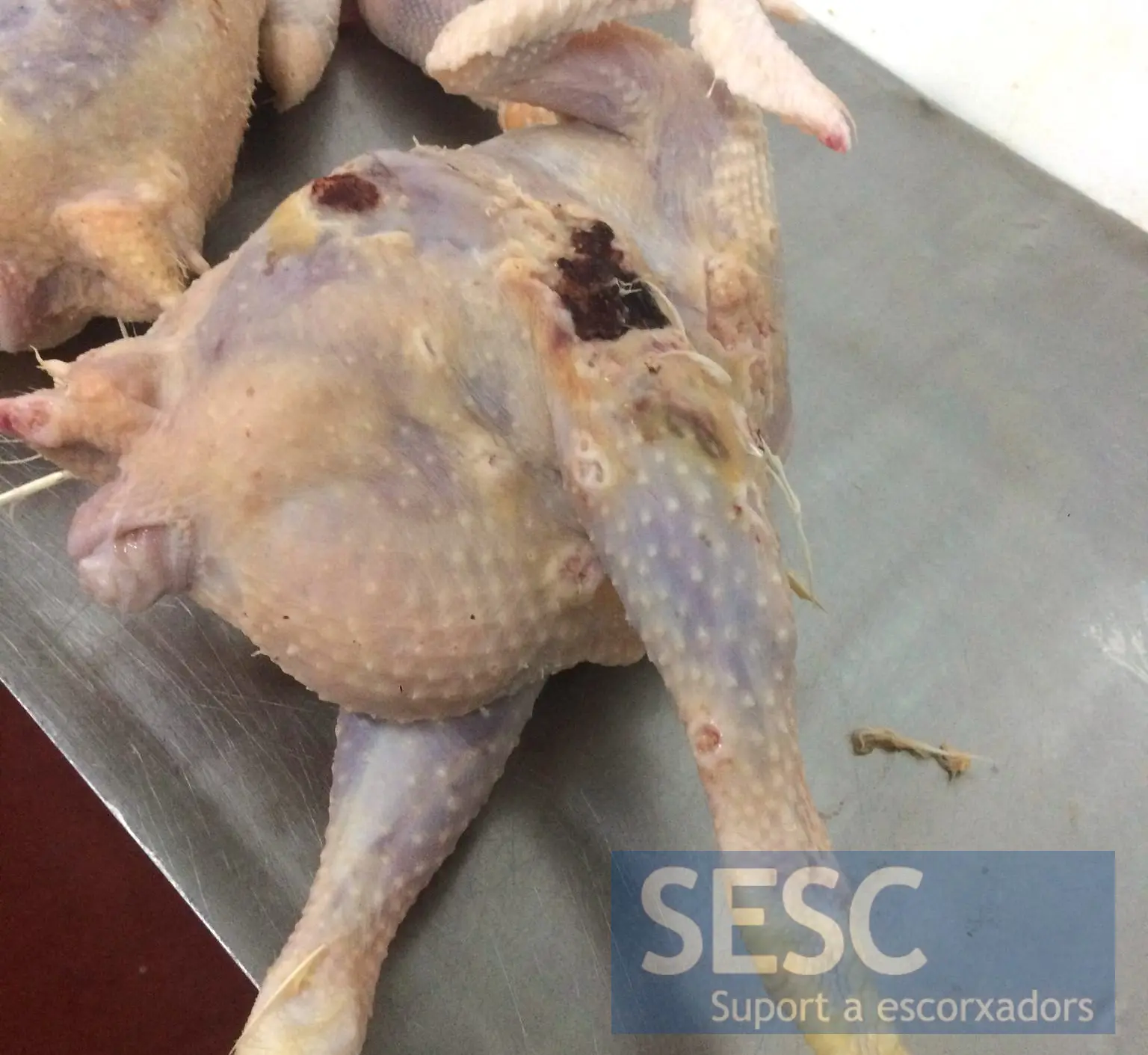 tumores en aves de corral - Qué es Coligranuloma