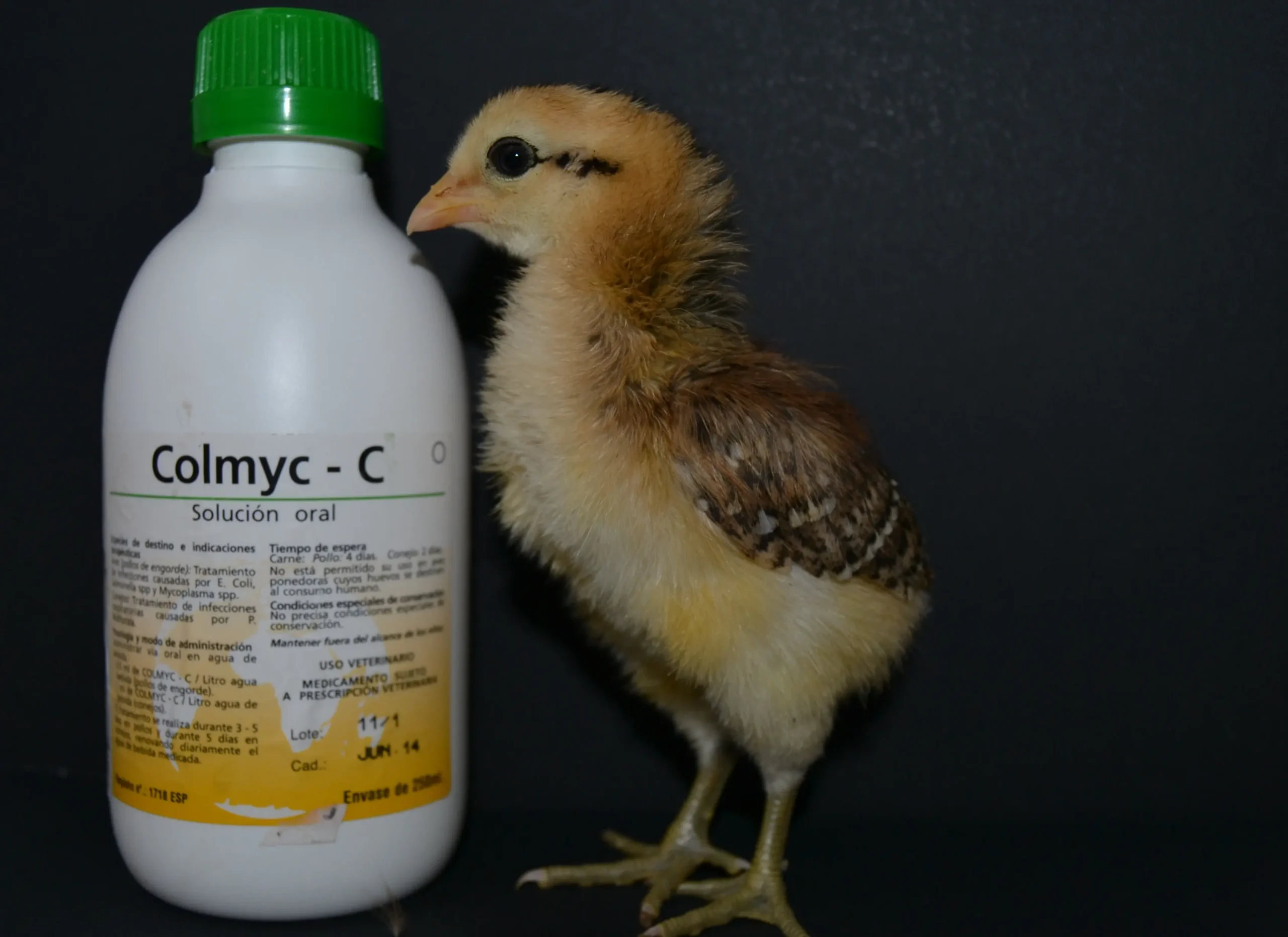 crd en pajaros antibiotico - Qué es CRD en aves