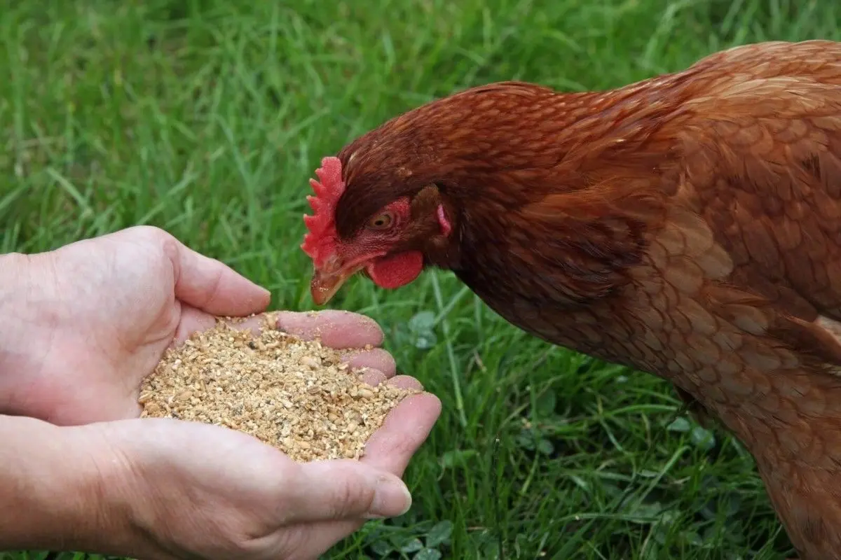 alimento balanceado de aves - Qué es el alimento balanceado para aves