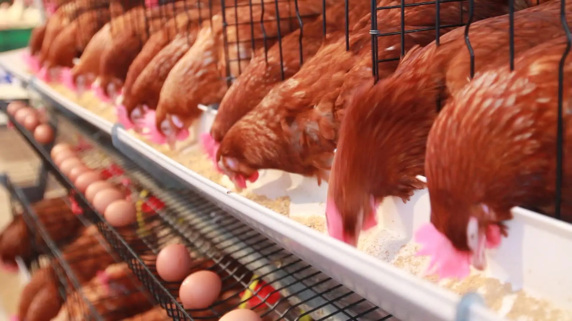 Alimentación de las aves de postura - Qué es el alimento de postura alimentacion de las aves de postura - Qué es el alimento de postura