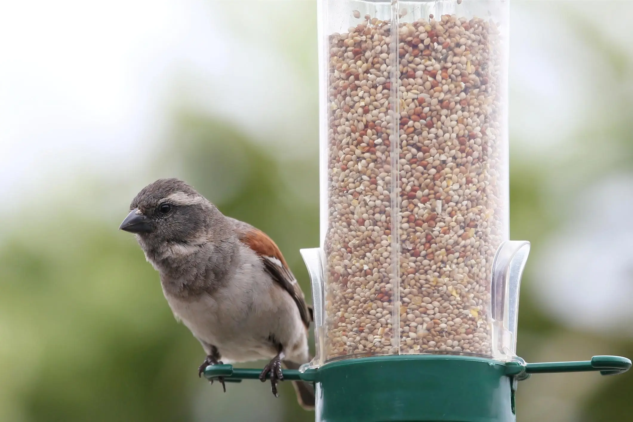 que pajaros comen alpiste - Qué es el alpiste de los pájaros