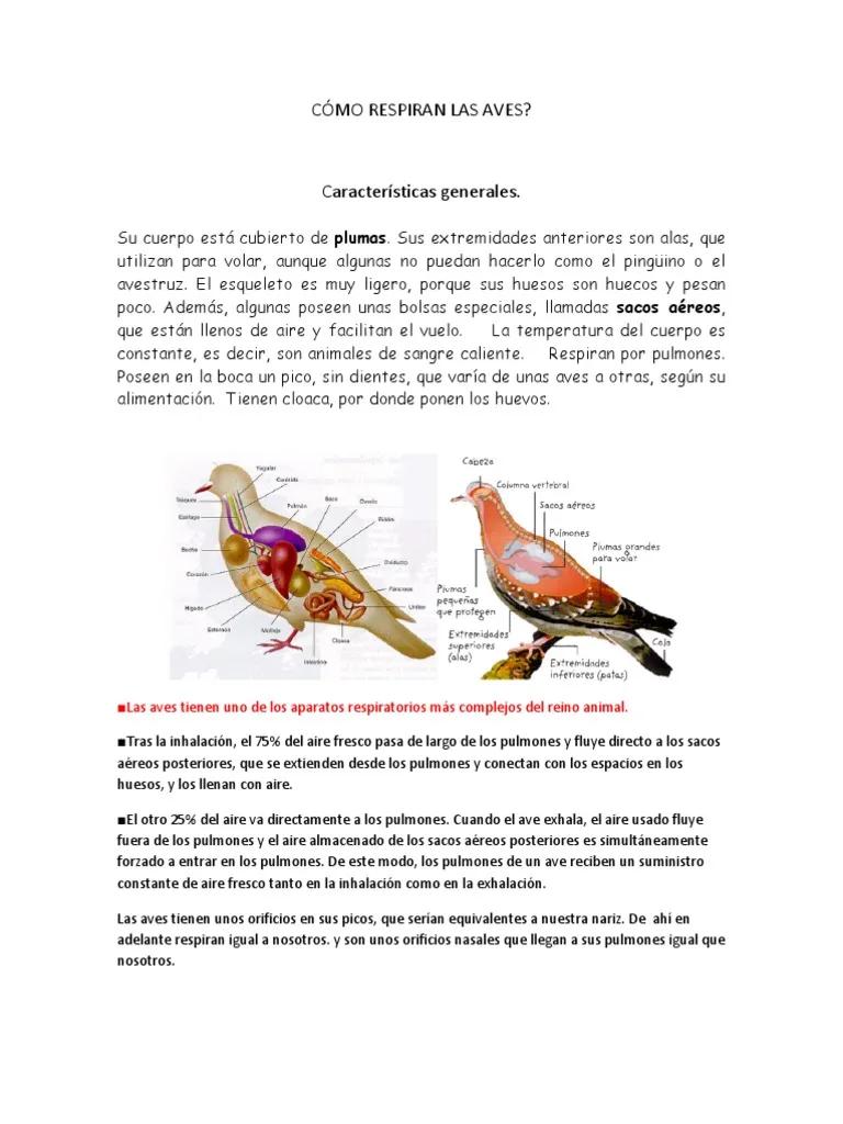 Aparato respiratorio de las aves para niños de primaria - Qué es el aparato respiratorio y sus partes para niños aparato respiratorio aves para niños de primaria - Qué es el aparato respiratorio y sus partes para niños