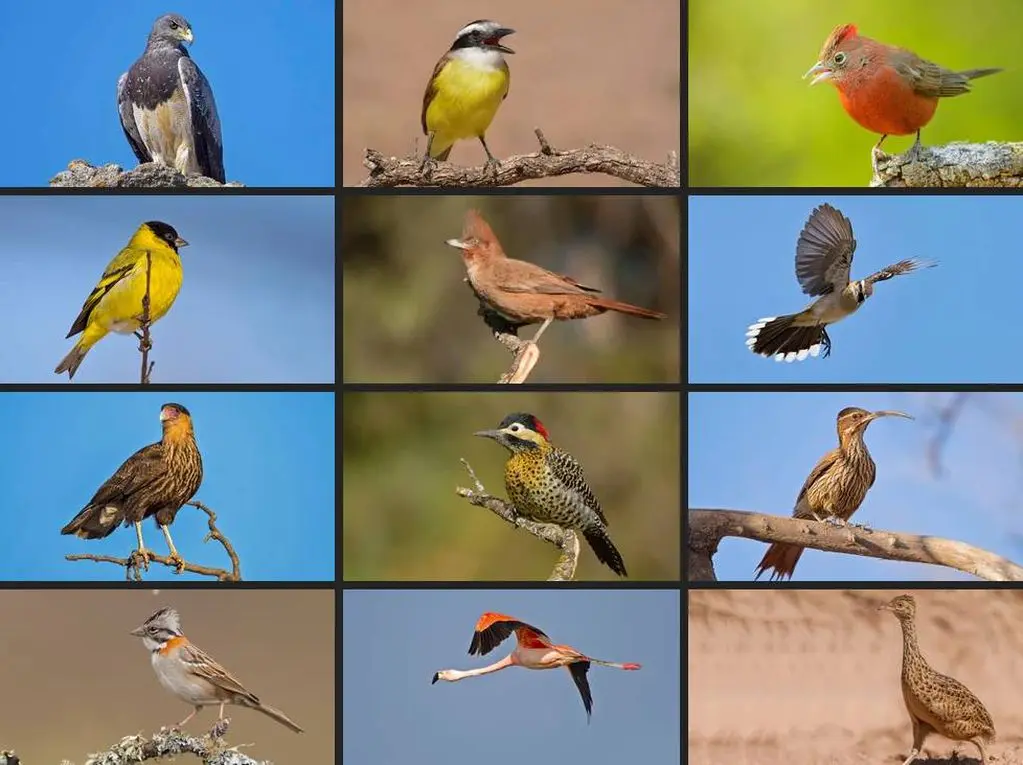 aves autotonos de villa icho cruz de cordoba - Qué es el bosque chaqueño serrano