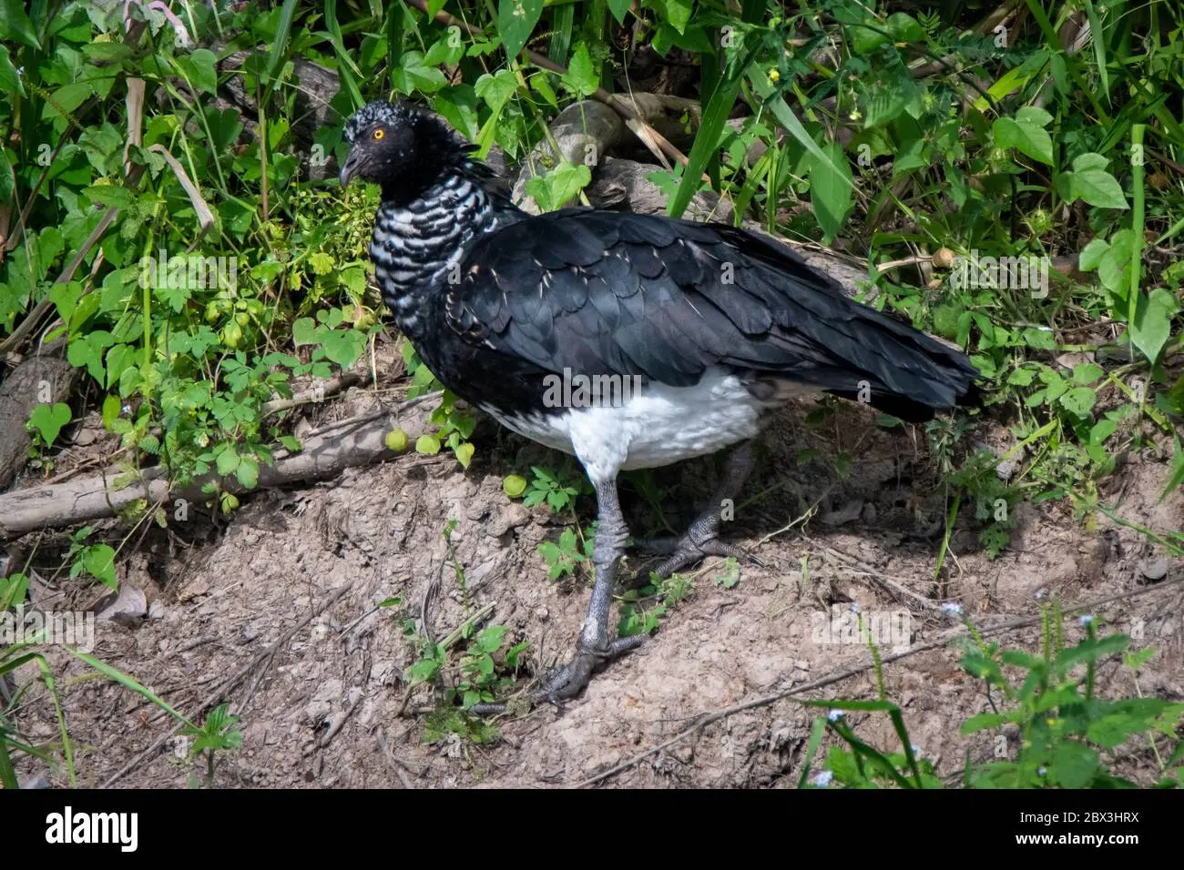 anhima cornuta pajaro con cuerno - Qué es el Camungo