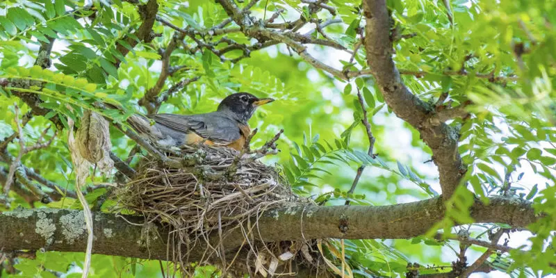 Comensalismo entre árboles y pájaros: una relación simbiótica maravilloso - Qué es el comensalismo en las plantas comensalismo arbol y pajaros - Qué es el comensalismo en las plantas