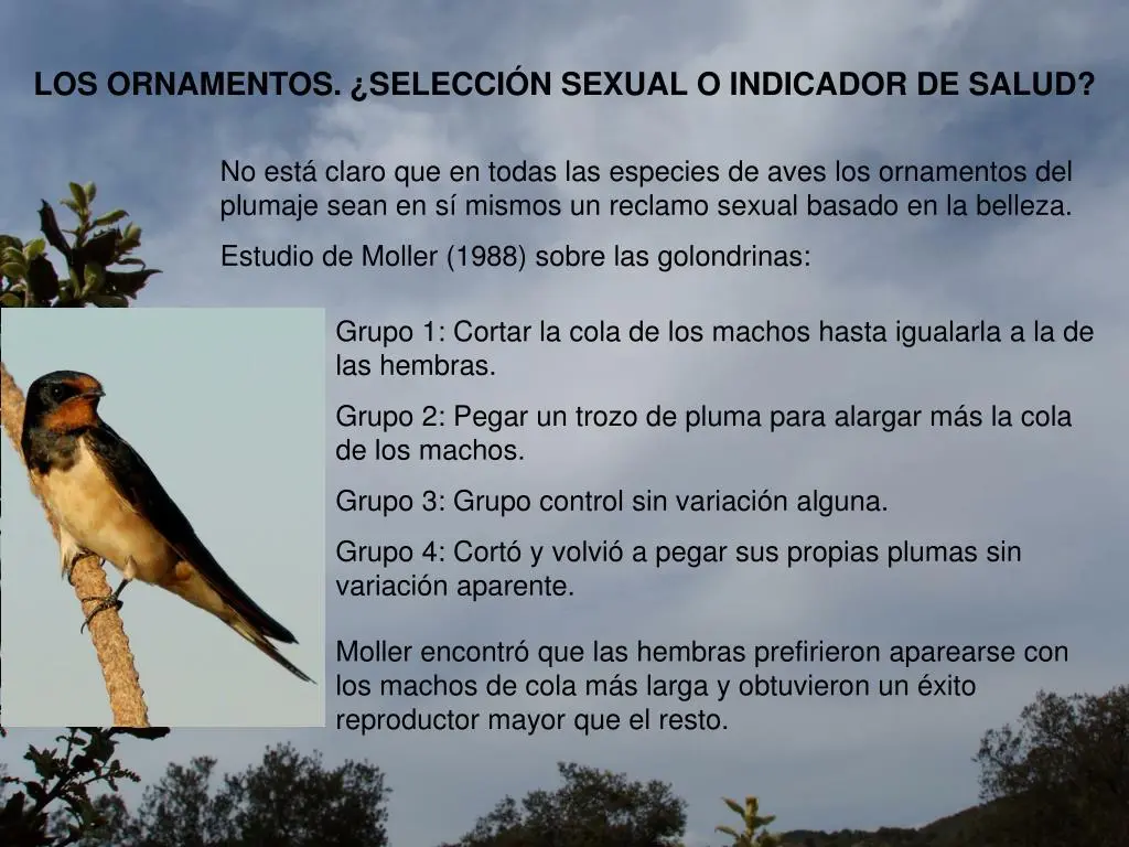 Etología de aves - Qué es el comportamiento et Epimeletico etologia de aves - Qué es el comportamiento et Epimeletico