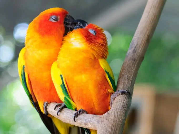 comportamiento reproductivo de las aves - Qué es el comportamiento reproductivo en animales