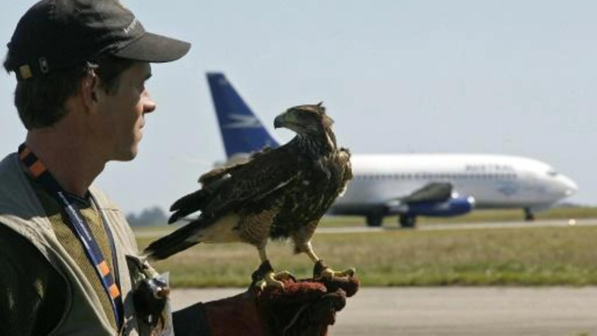 aeropuertos y aves - Qué es el control de fauna