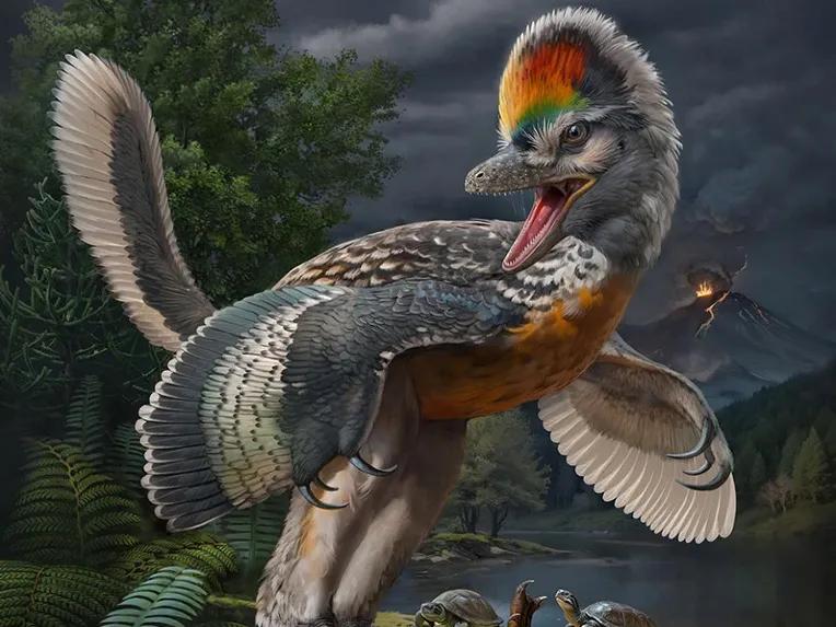 Aves aviales: El maravilloso entorno de las aves - Qué es el dinosaurios no aviares aves aviales - Qué es el dinosaurios no aviares