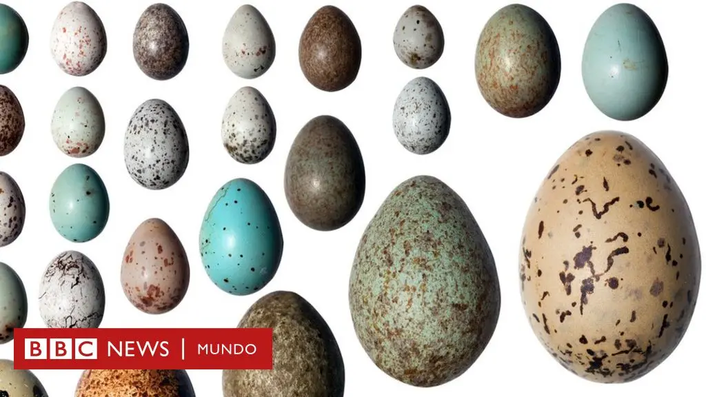 Características de los huevos de los pájaros - Qué es el huevo resumen características de los huevos de los pájaros - Qué es el huevo resumen