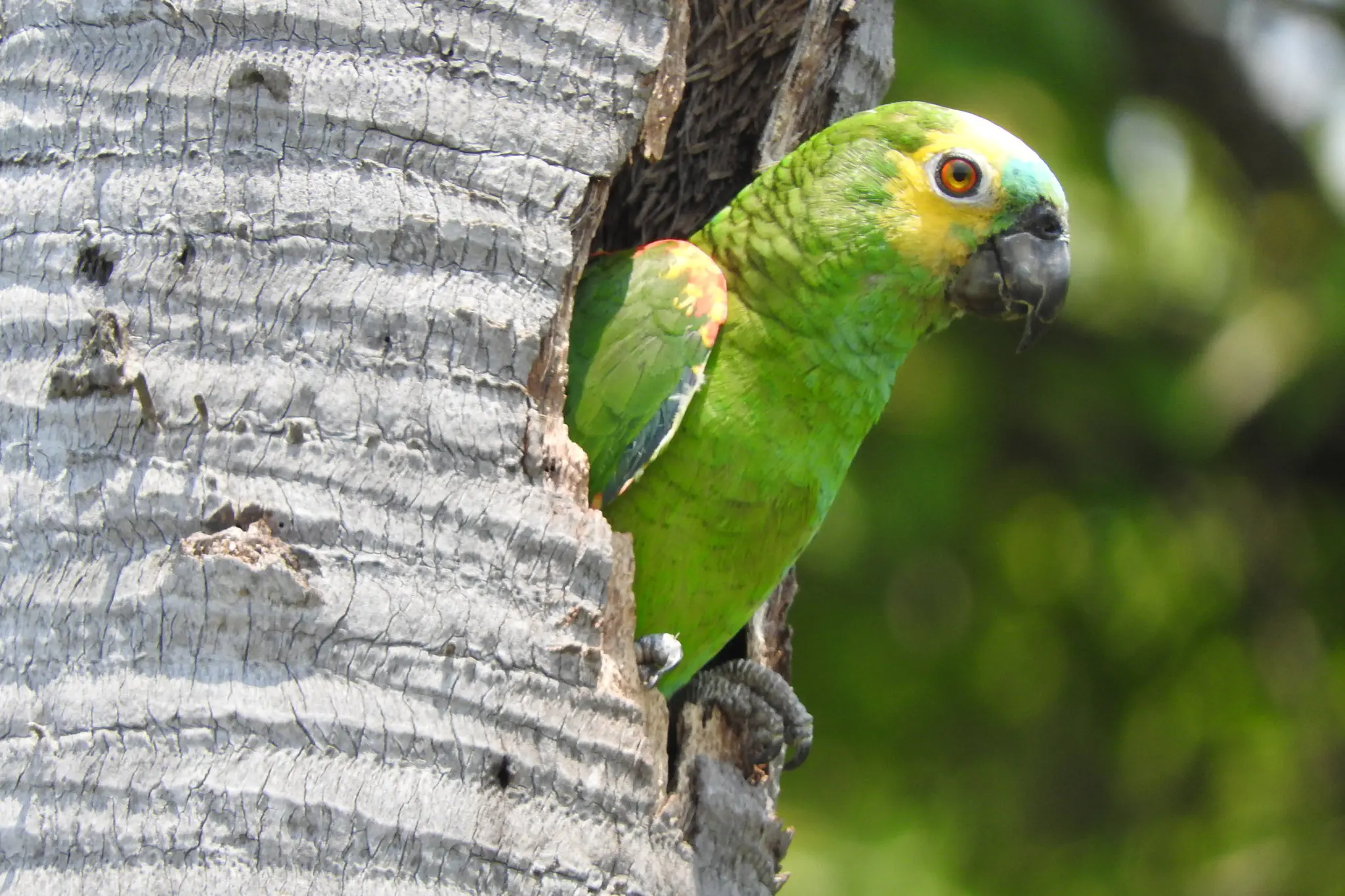 Los loros son aves: características y diversidad - Qué es el loro resumen los loros son aves - Qué es el loro resumen