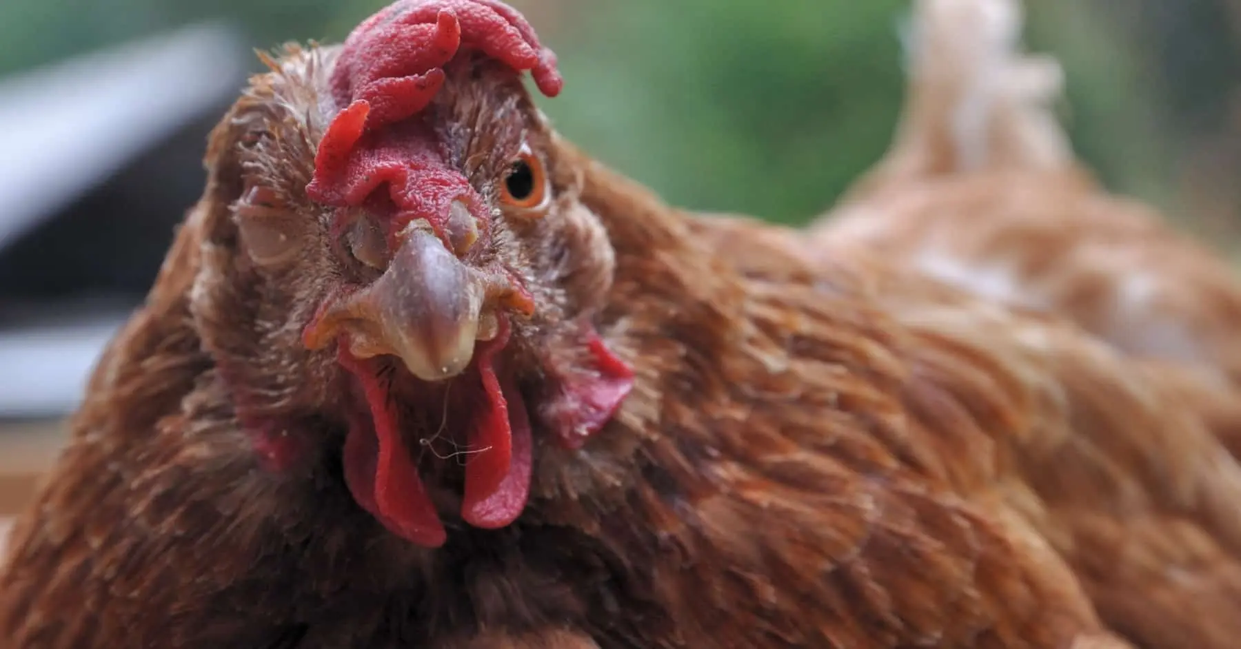 enfermedad respiratoria cronica en aves - Qué es el Mycoplasma en gallos de pelea