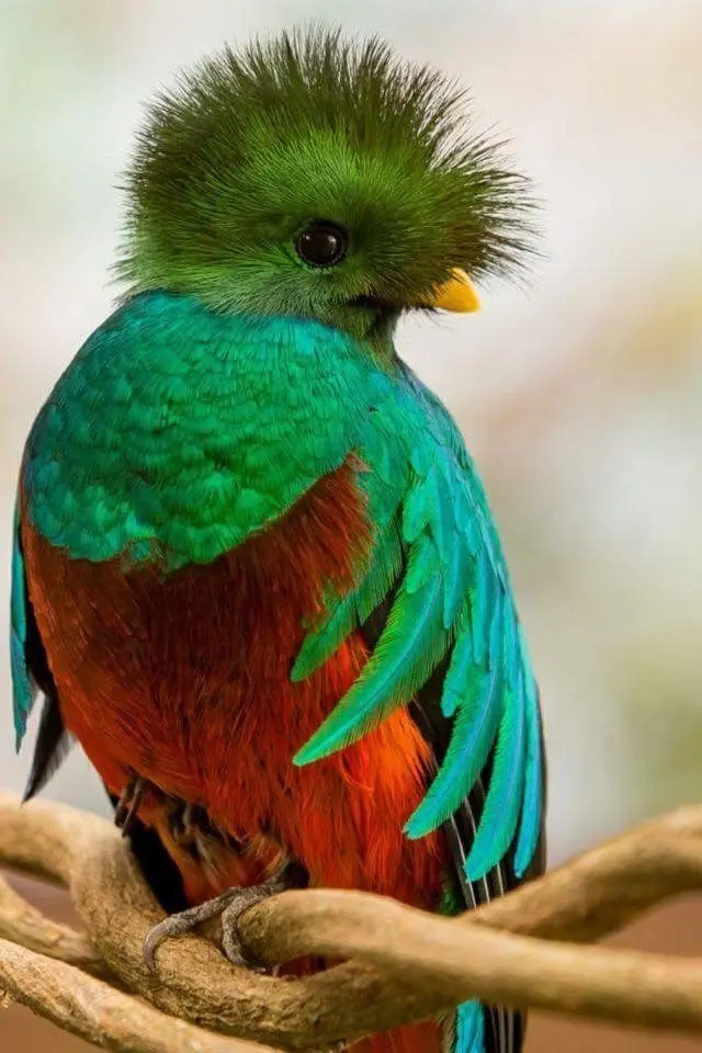 El Quetzal de Guatemala: Un Tesoro Nacional - Qué es el Quetzal de Guatemala pajaro de guatemala - Qué es el Quetzal de Guatemala