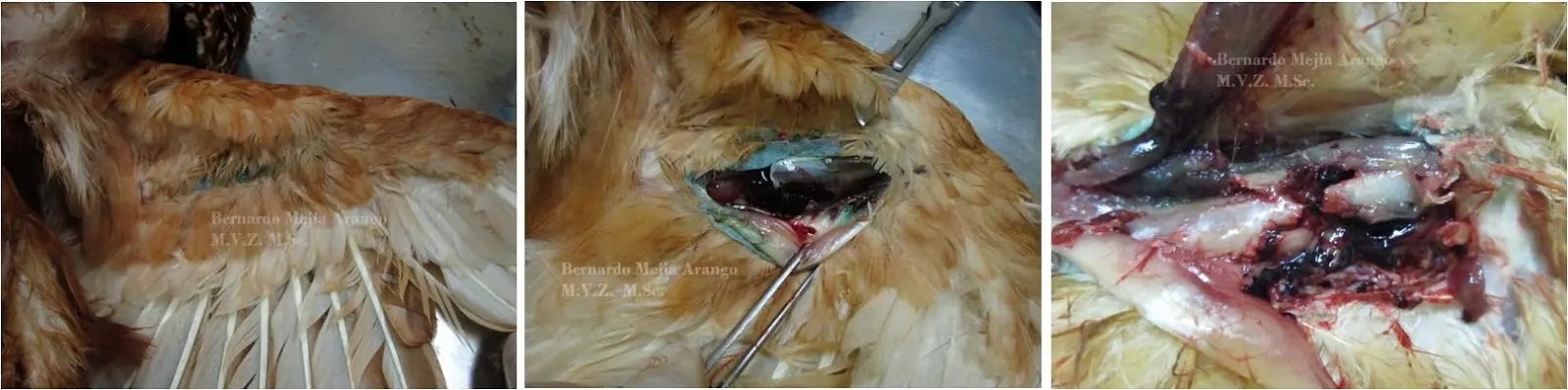 La fatiga de jaula en aves: una preocupación para su bienestar - Qué es el raquitismo en aves fatiga de jaula en aves - Qué es el raquitismo en aves