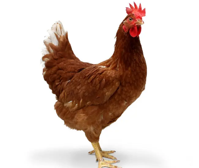 Replume de aves: una práctica controvertida en la industria avícola - Qué es el Replume forzado replume de aves - Qué es el Replume forzado