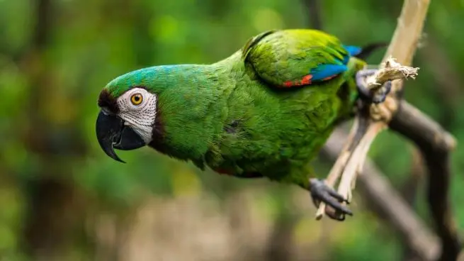 Saca de quicio a cualquiera loro - Qué es el sentido literal para niños saca de quicio a cualquiera loro - Qué es el sentido literal para niños
