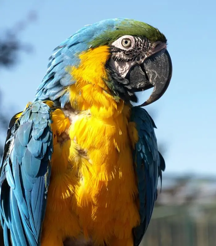 Saca de quicio a cualquiera loro - Qué es el sentido literal y figurado ejemplos saca de quicio a cualquiera loro - Qué es el sentido literal y figurado ejemplos