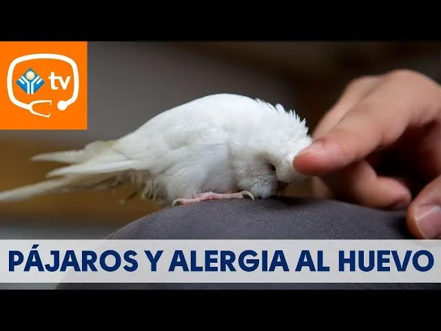 alergia a las aves - Qué es el síndrome de ave