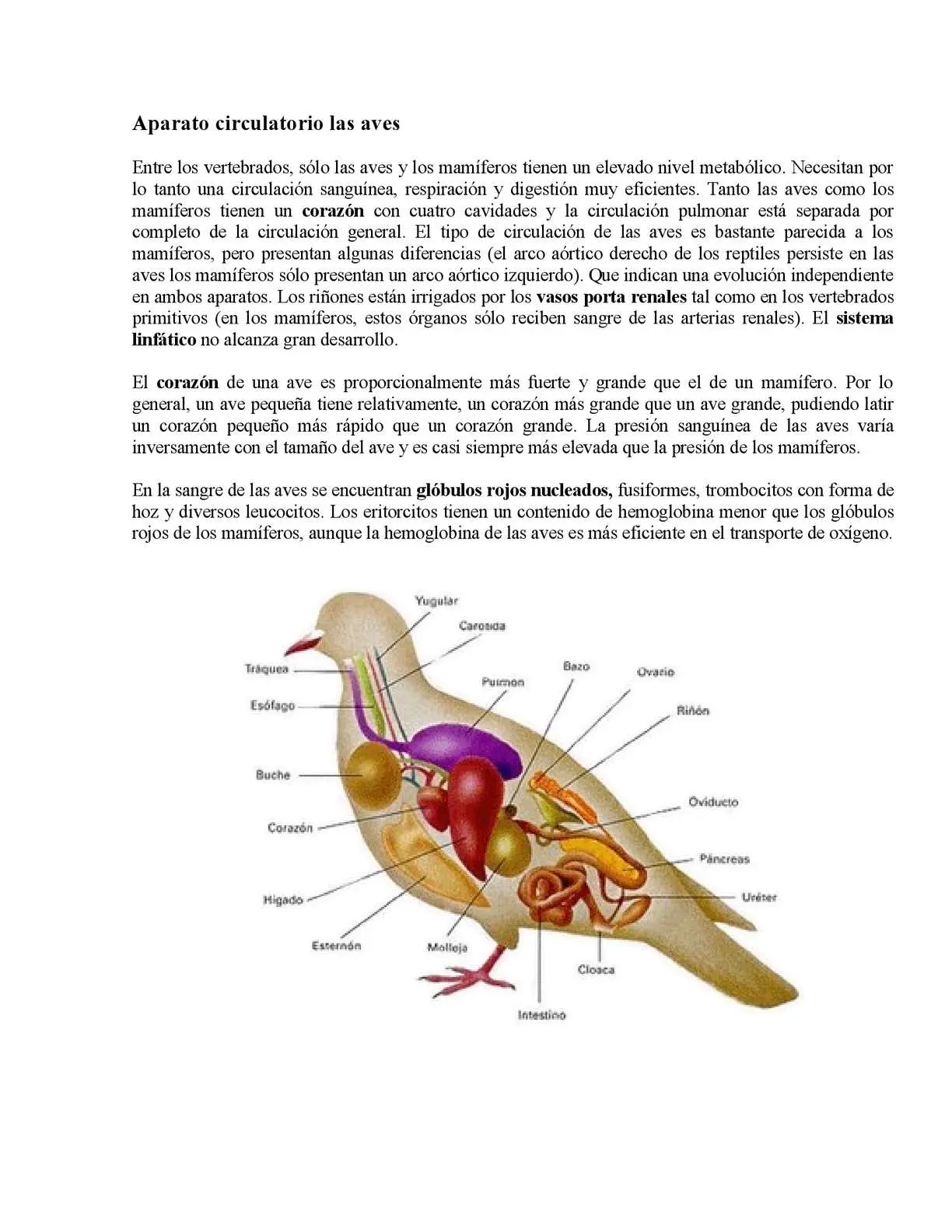 el sistema circulatorio de un ave - Qué es el sistema circulatorio y cuáles son sus partes