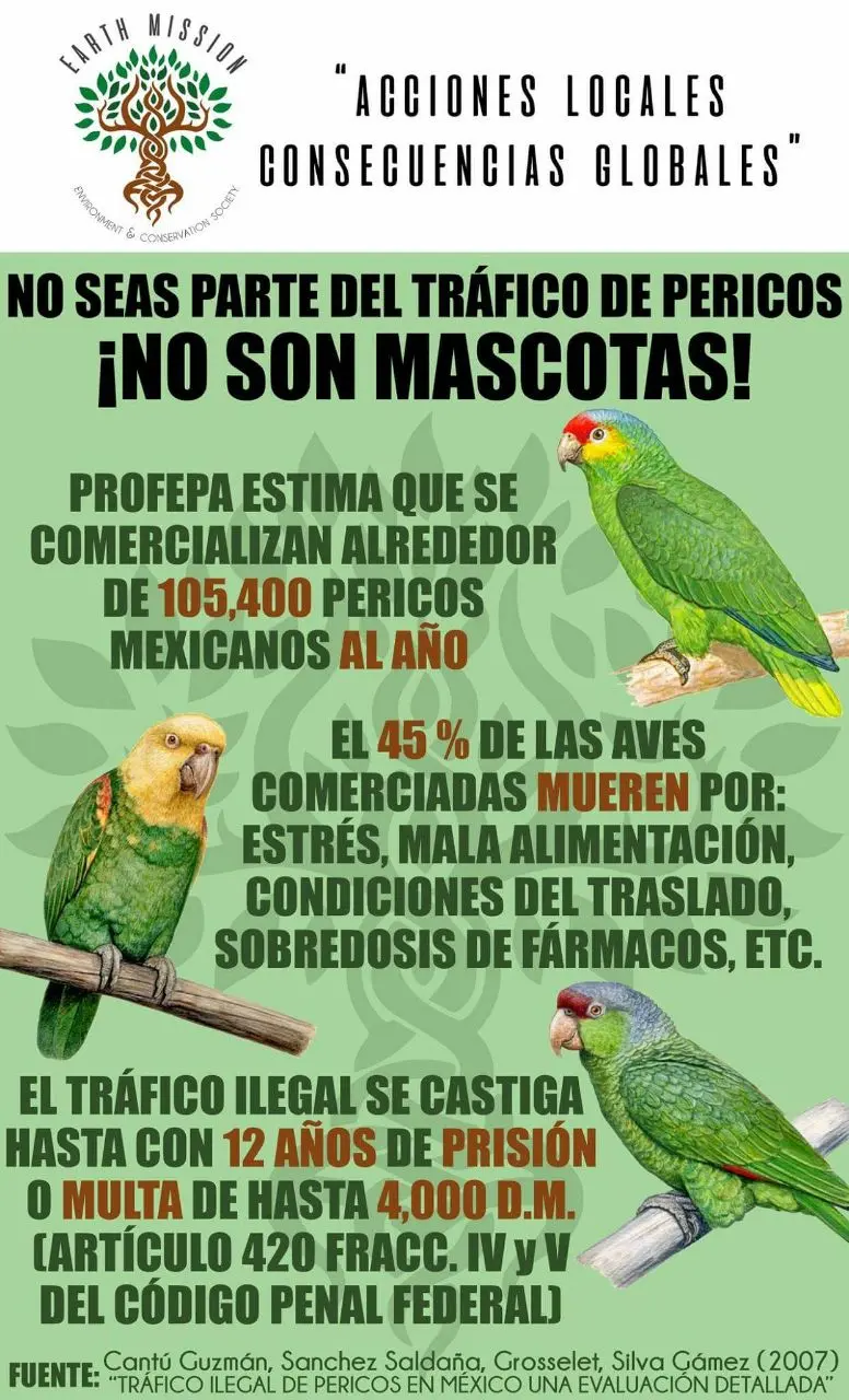 trafico de aves en mexico - Qué es el tráfico de especies en México