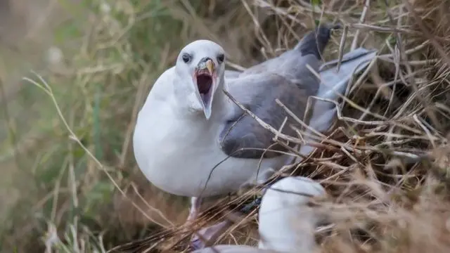 vomito de pajaro - Qué es el vómito en proyectil