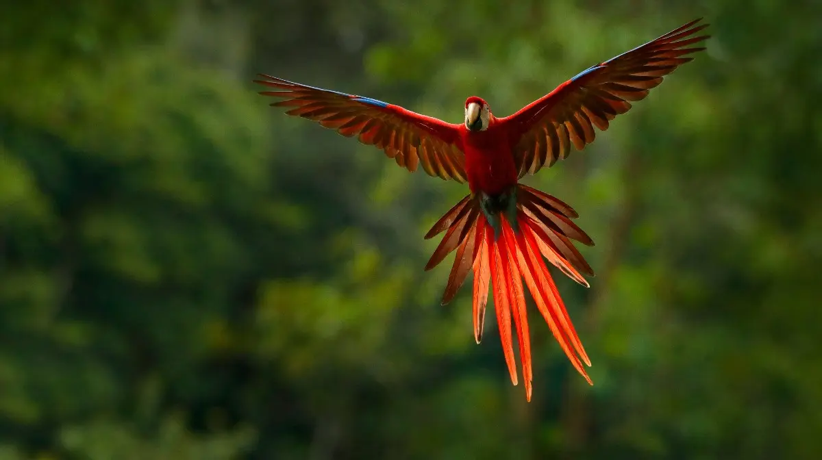 ave guacamaya - Qué es guacamaya y sus características