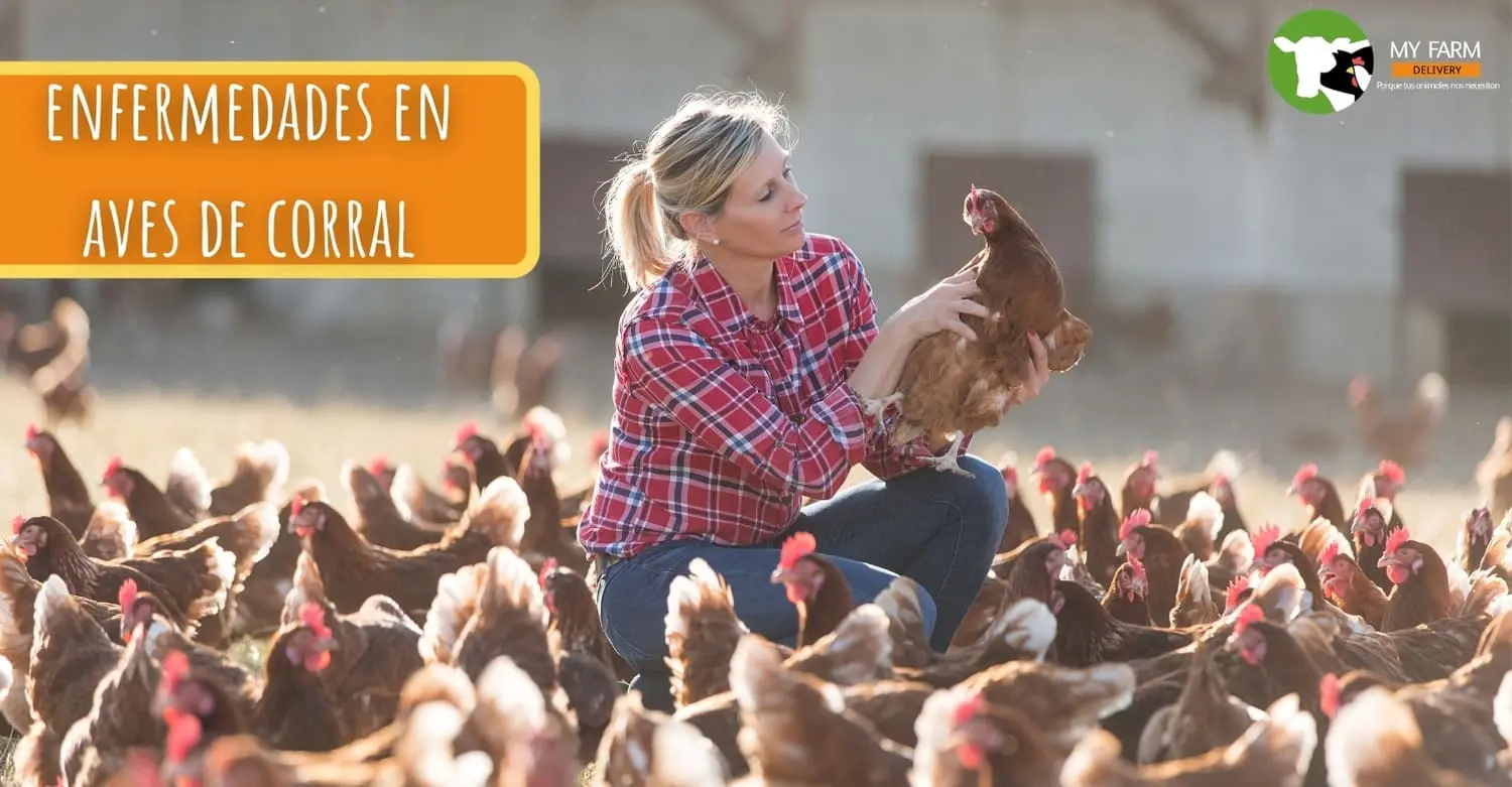 Enfermedades respiratorias en aves de combate - Qué es la Aerosaculitis enfermedades respiratorias en aves de combate - Qué es la Aerosaculitis