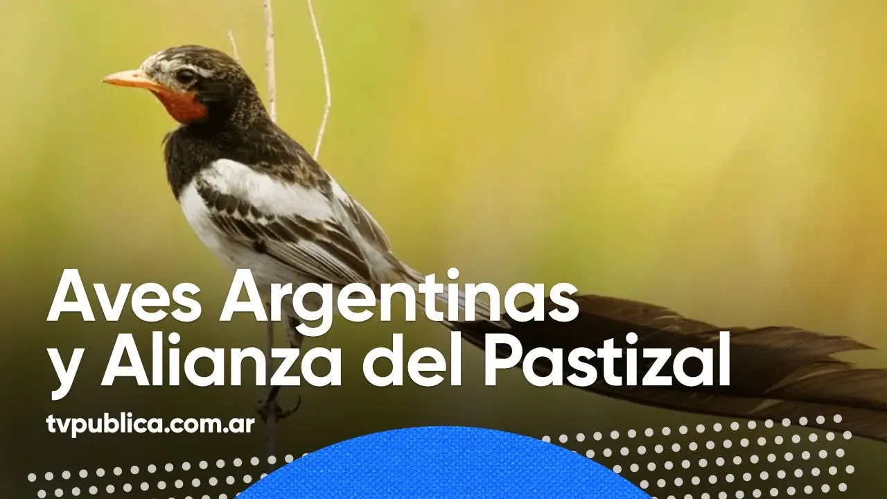 alianza del pastizal de aves argentinas - Qué es la Alianza del Pastizal