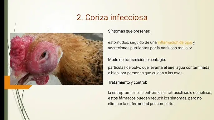 Enfermedades respiratorias en aves de combate - Qué es la ataxia en aves enfermedades respiratorias en aves de combate - Qué es la ataxia en aves