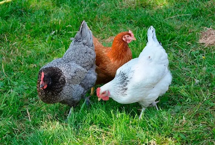 sistema extensivo en aves - Qué es la avicultura intensiva