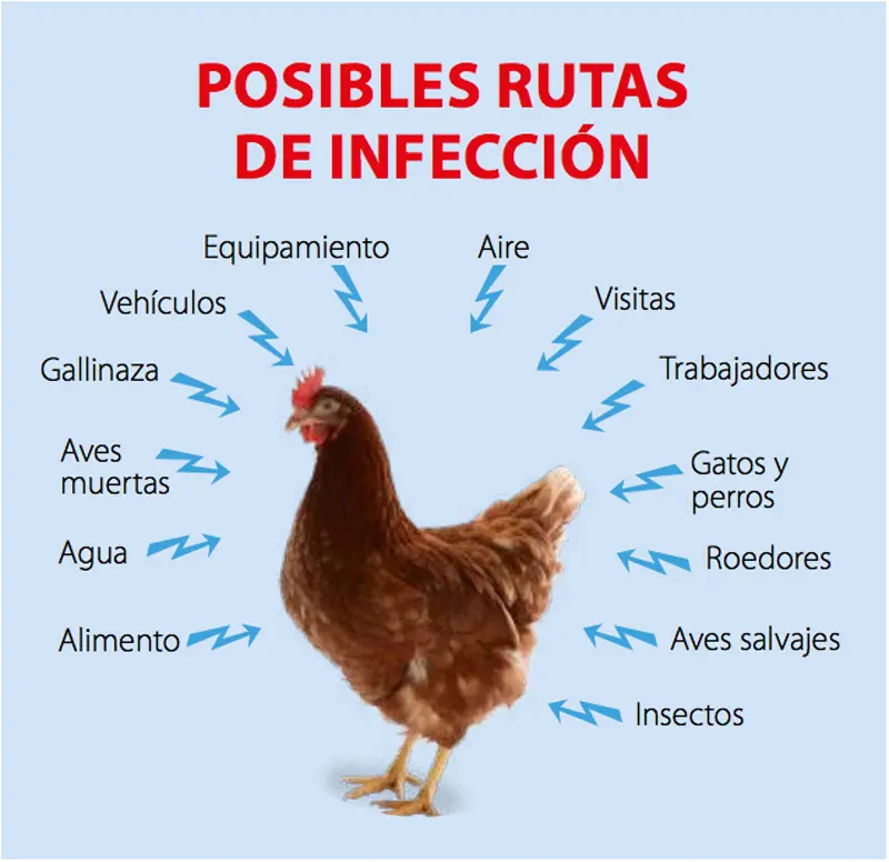 Bioseguridad en aves de postura - Qué es la bioseguridad en aves bioseguridad en aves de postura - Qué es la bioseguridad en aves