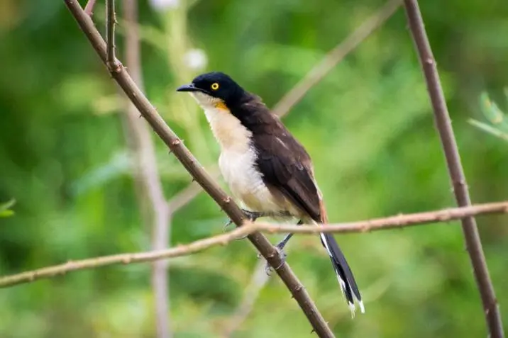 atencion aves bucaramanga - Qué es la CAV