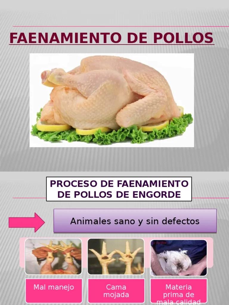 proceso de faenamiento de aves - Qué es la faena en los pollos parrilleros