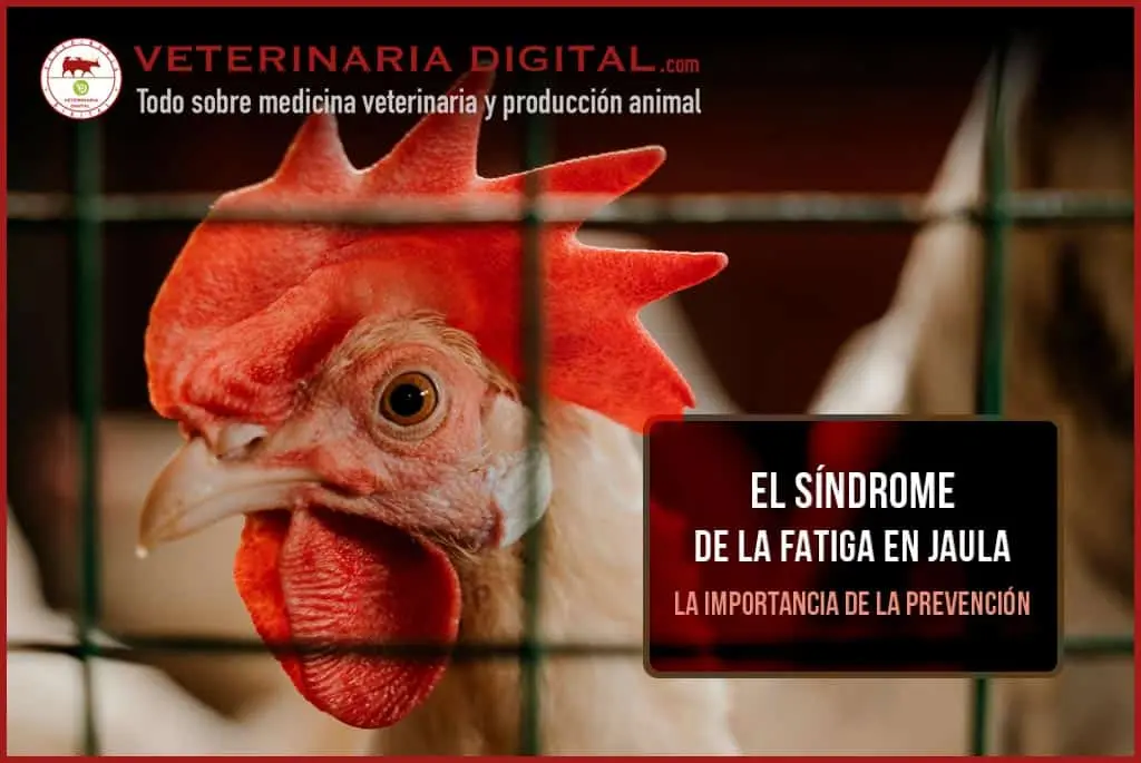 La fatiga de jaula en aves: una preocupación para su bienestar - Qué es la fatiga de las jaulas fatiga de jaula en aves - Qué es la fatiga de las jaulas