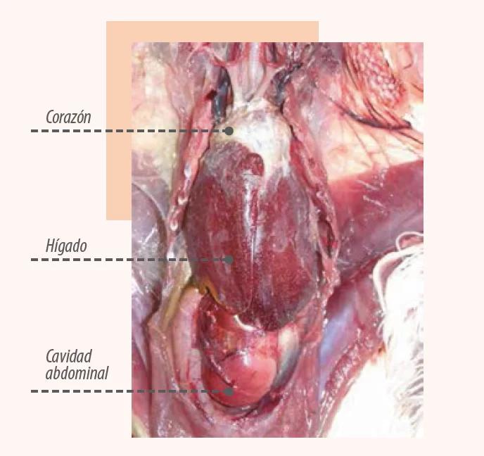 Qué es la gota articular en aves - Qué es la gota en aves gota articular en aves - Qué es la gota en aves