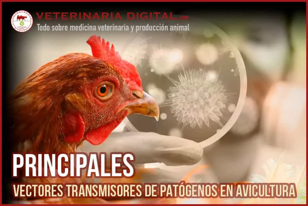 agentes de control de microorganismos en aves senasa - Qué es la gripe aviar Senasa