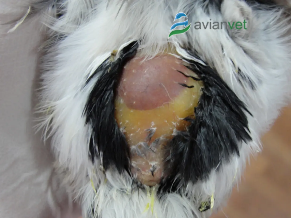 ictericia en aves - Qué es la hepatitis en aves