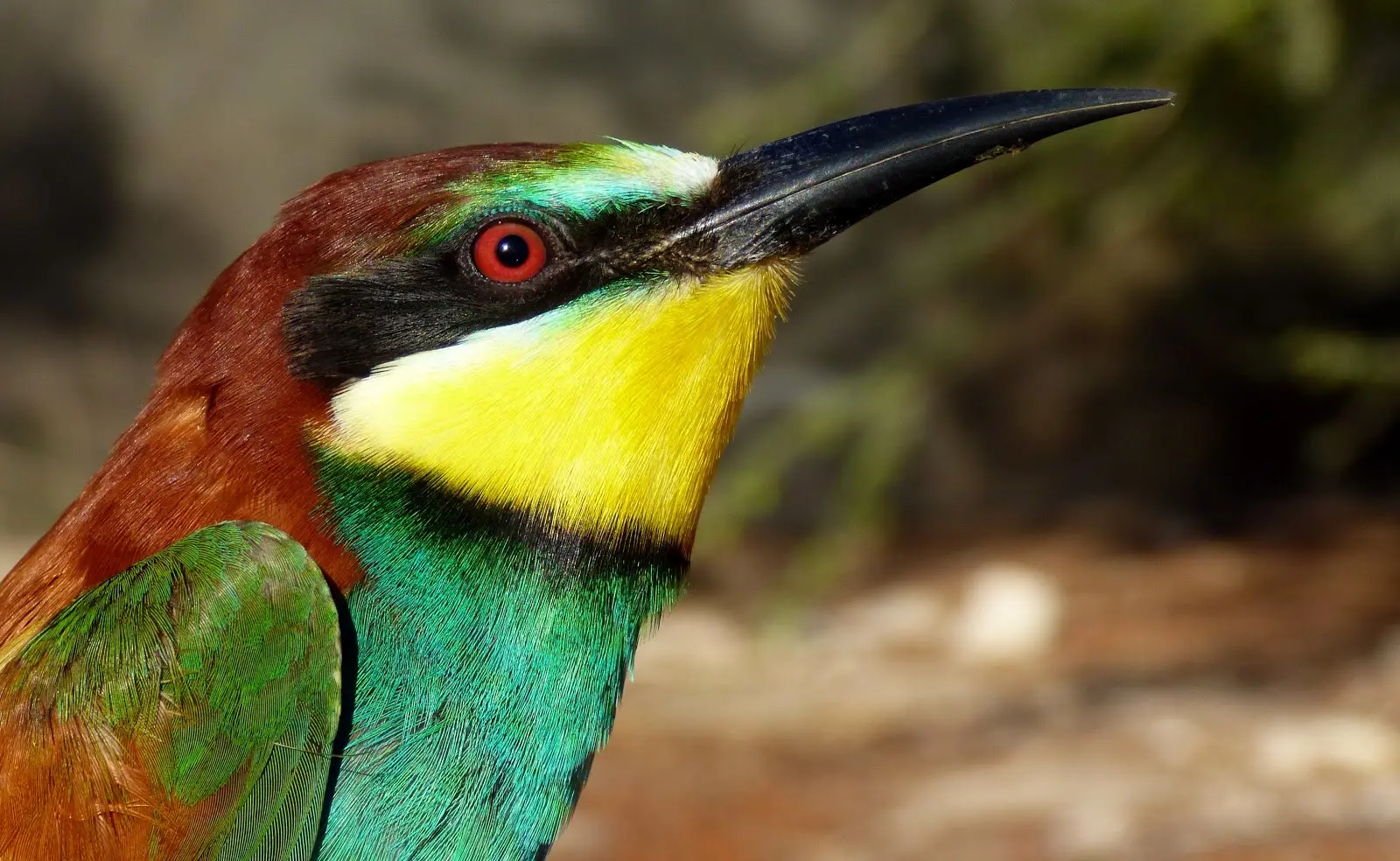 como cambian la pigmentacion de las plantas los pajaros - Qué es la melanina en aves