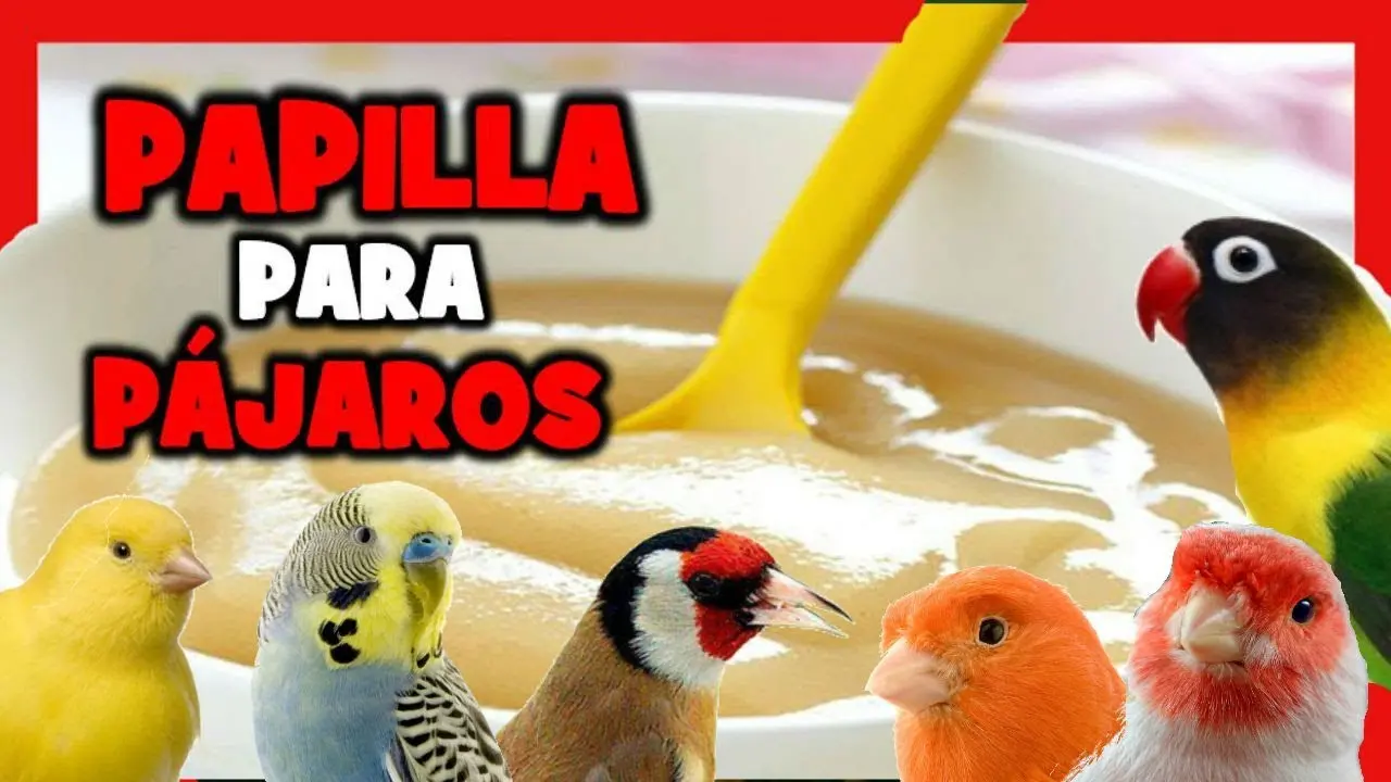 papilla para pajaros - Qué es la papilla para pájaros